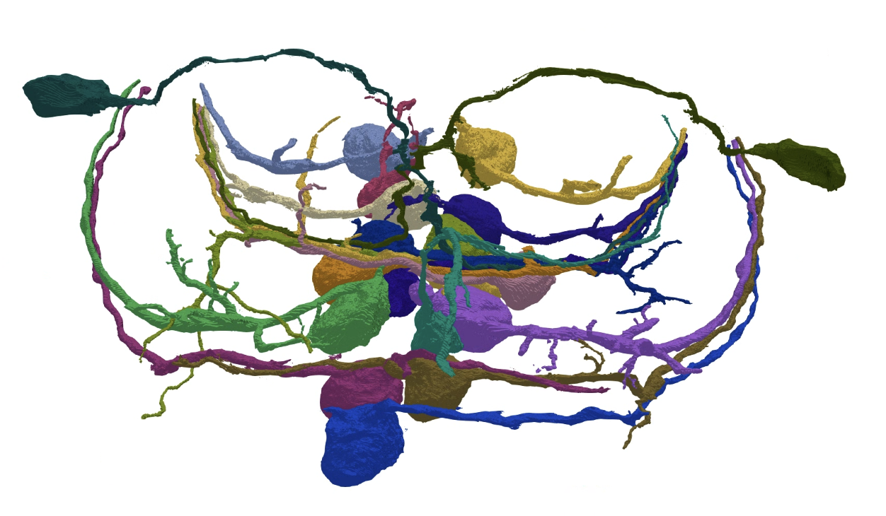 Neuron render wide view